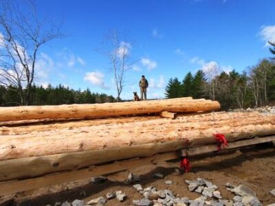 All About Wood Bugs and Scribing Our First Logs Image
